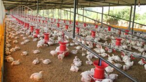 Granja de frangos no Brasil após queda nas restrições às carnes de frango do Brasil
