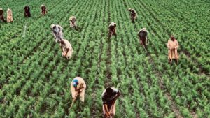 Crédito do AgroAmigo injeta R$ 1 bilhão para pequenos produtores rurais no Norte e Centro-Oeste