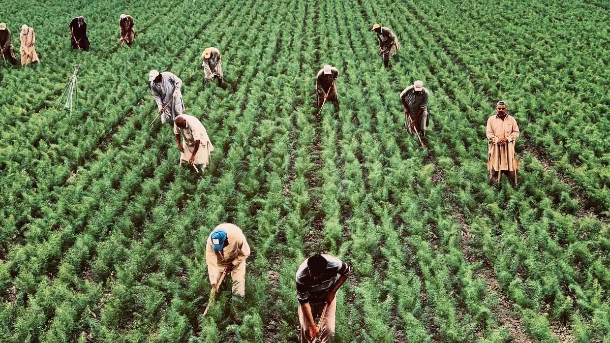 Crédito do AgroAmigo injeta R$ 1 bilhão para pequenos produtores rurais no Norte e Centro-Oeste