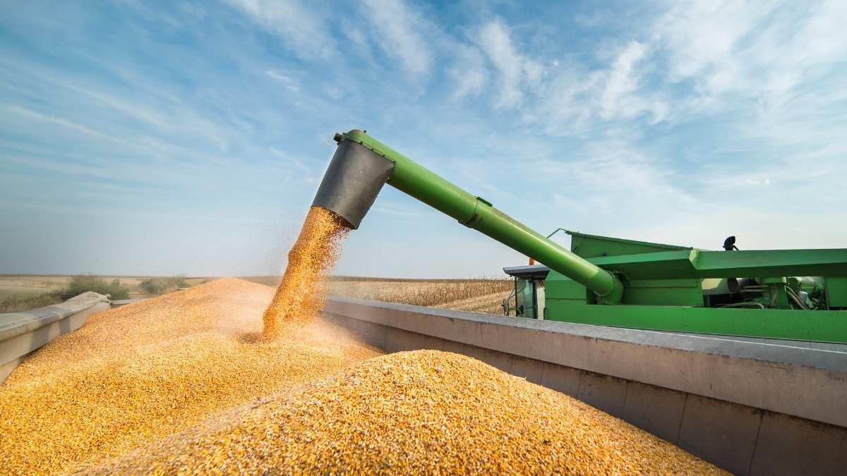 Safra de grãos 2025 no Brasil com destaque para colheita de milho