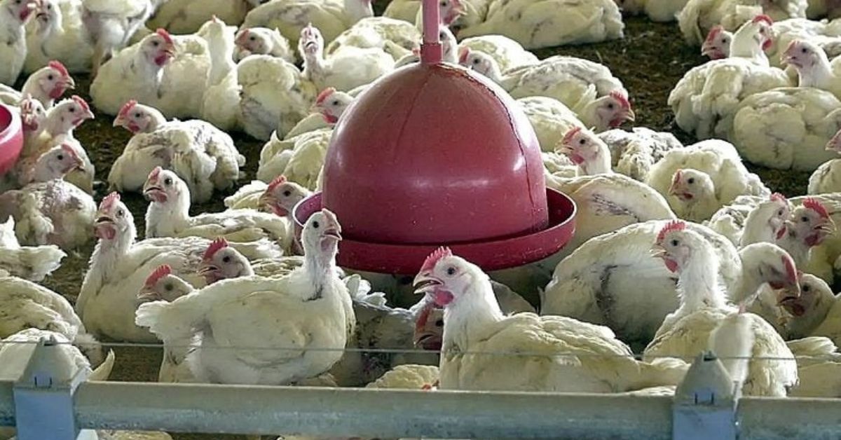 Exportações de frango à China dependem de auditoria sanitária brasileira Título da imagem: Exportações de frango à China