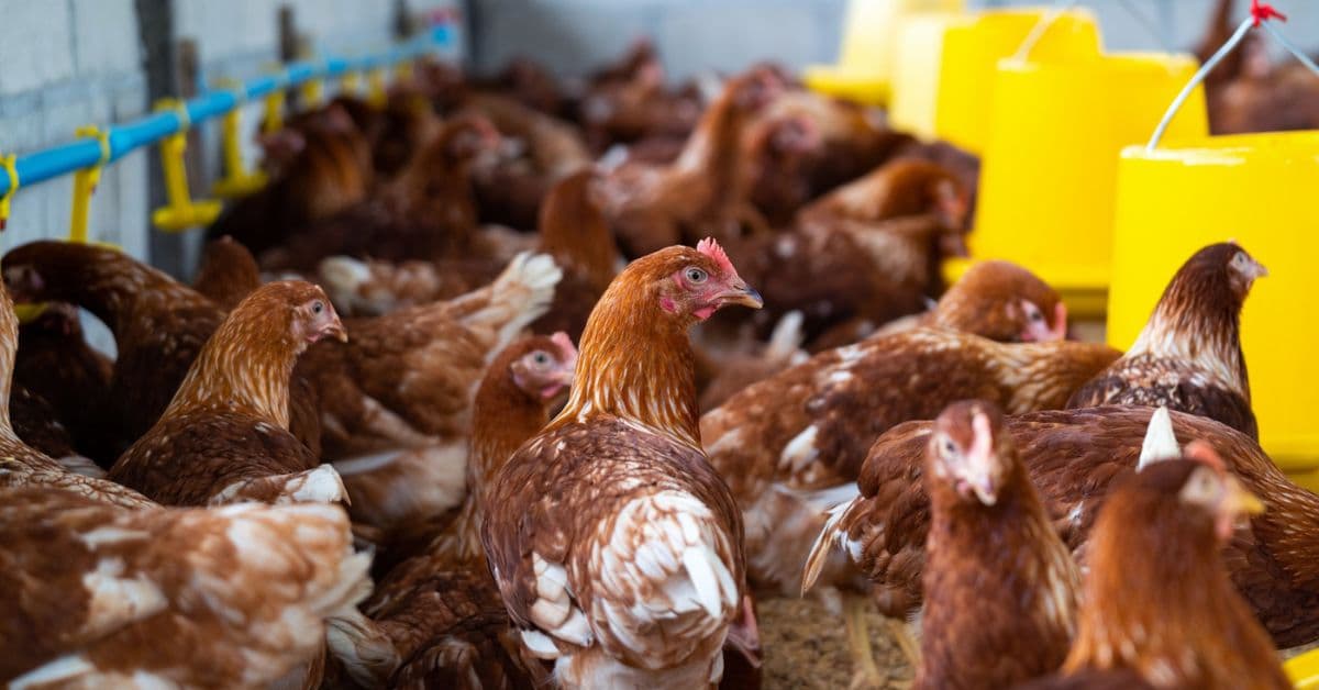 Exportações de frango do Brasil caem em 2025 após gripe aviária