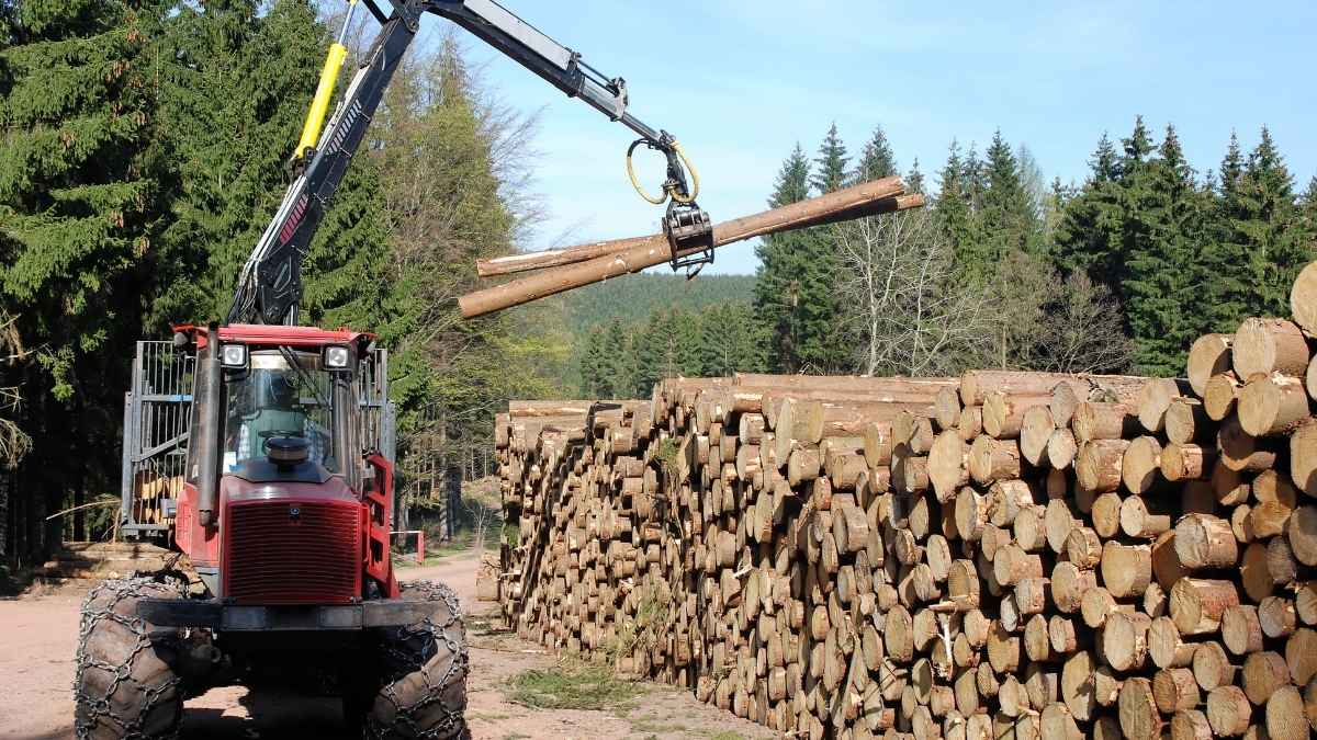 Produção florestal brasileira em 2024 com destaque para extração de madeira
