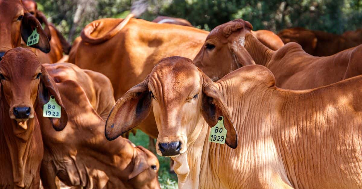 Exportações de carne do Brasil reforçam liderança global em 2025