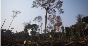 Impacto do desmatamento na economia brasileira causa prejuízos bilionários em energia e agropecuária.