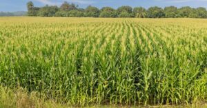 Etanol americano no Brasil: milho é o material utilizado na produção do combustível