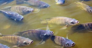 Proibição da tilápia e do camarão-branco ameaça produção aquícola brasileira