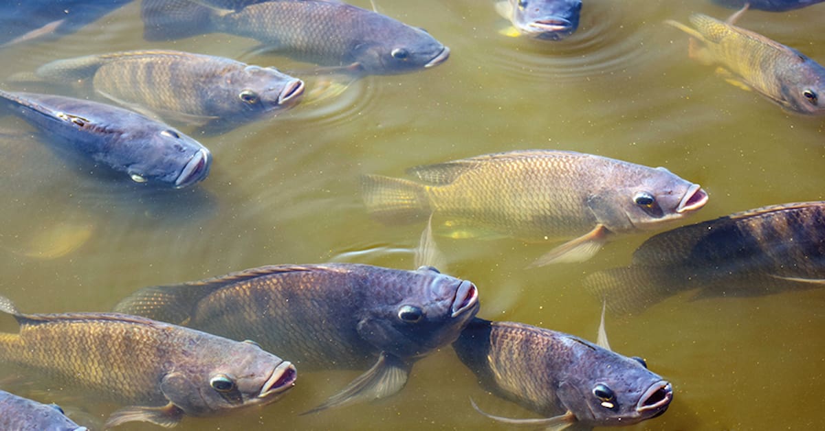 Proibição da tilápia e do camarão-branco ameaça produção aquícola brasileira