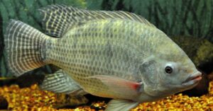 Lista espécies exóticas invasoras pode prejudicar na aquicultura brasileira