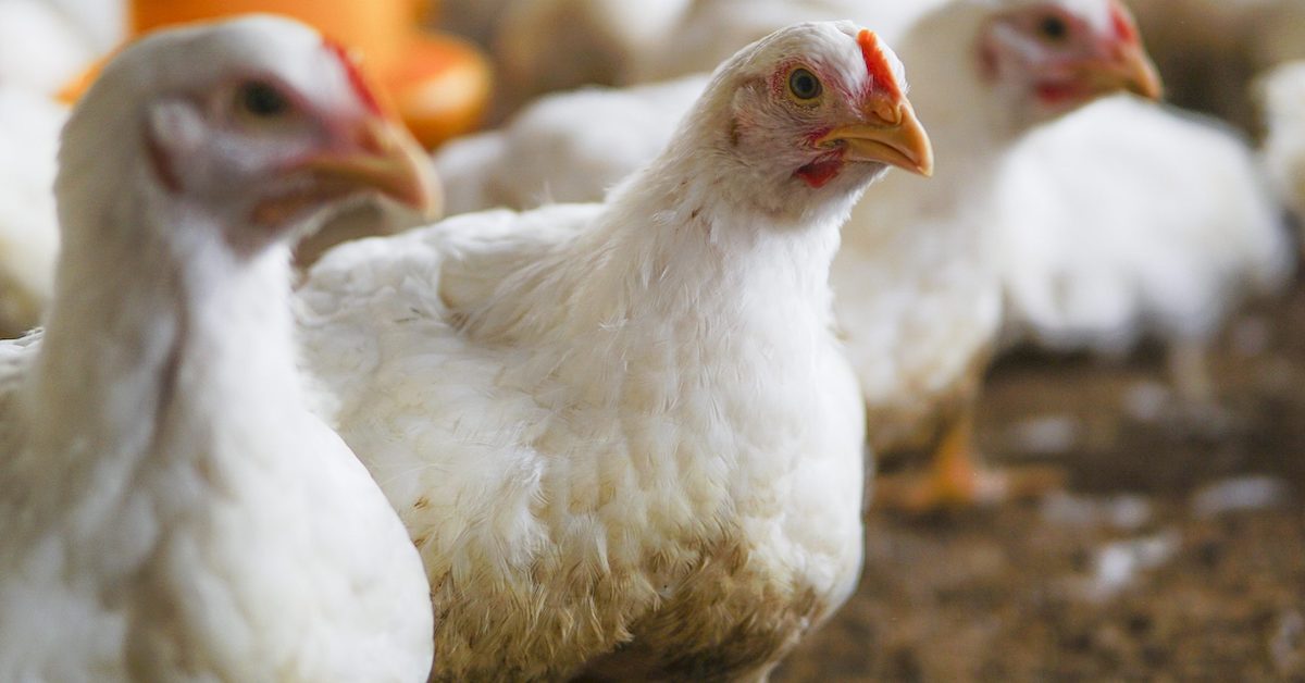 China retoma compra de frango brasileiro após embargo sanitário por gripe aviária