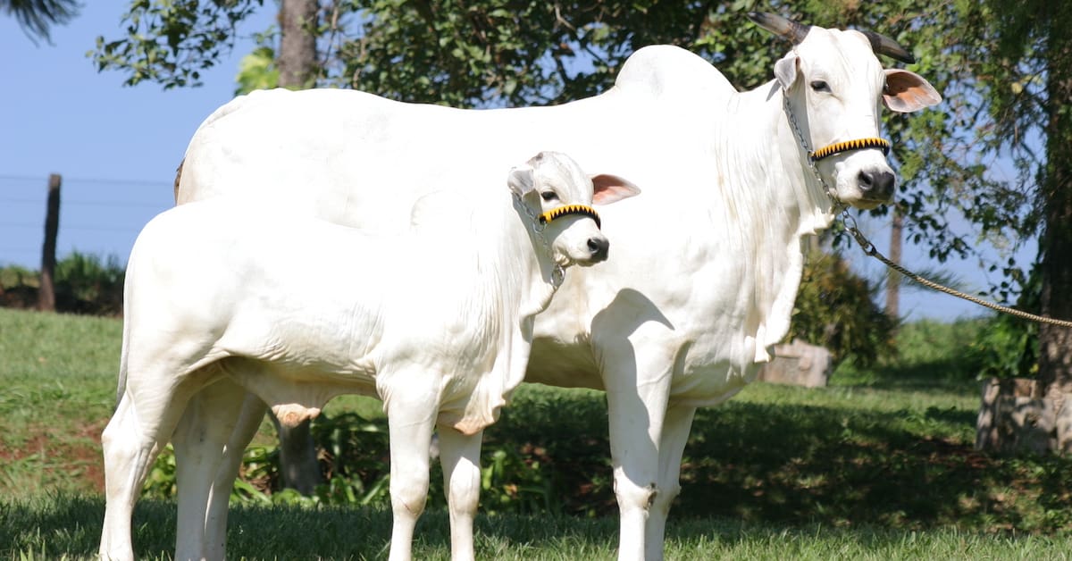 Gado rastreável no Brasil representa meta da JBS por pecuária sustentável e produtiva