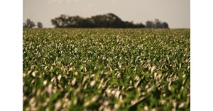 Lavoura de soja afetada pelo ciclone extratropical sul-brasileiro, com folhas danificadas pelo vento e excesso de umidade.