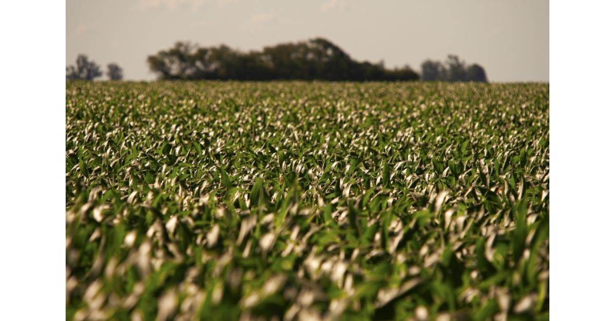 Lavoura de soja afetada pelo ciclone extratropical sul-brasileiro, com folhas danificadas pelo vento e excesso de umidade.