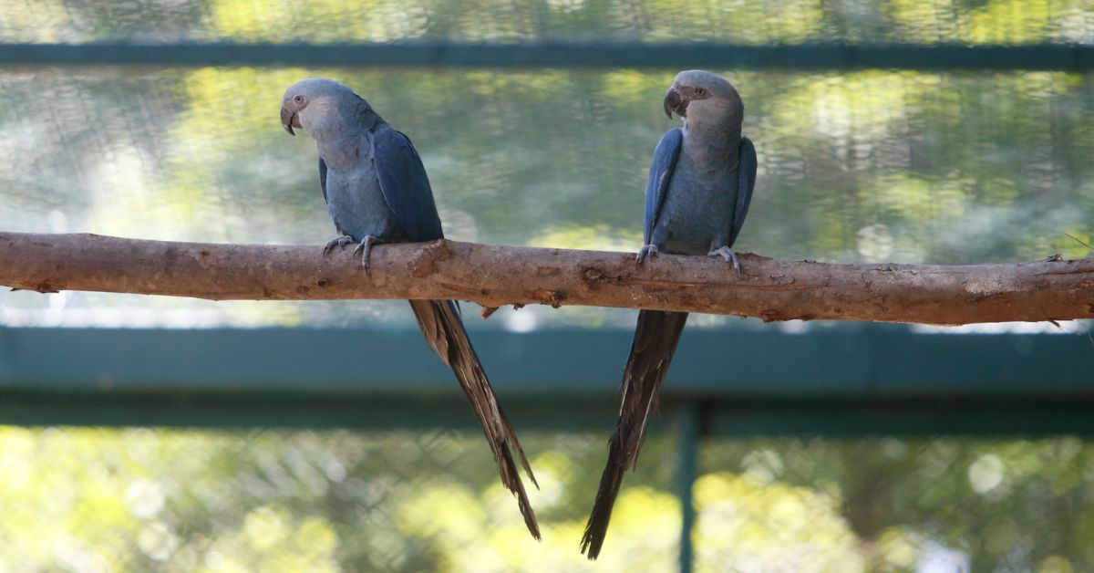 ararinhas-azuis infectadas