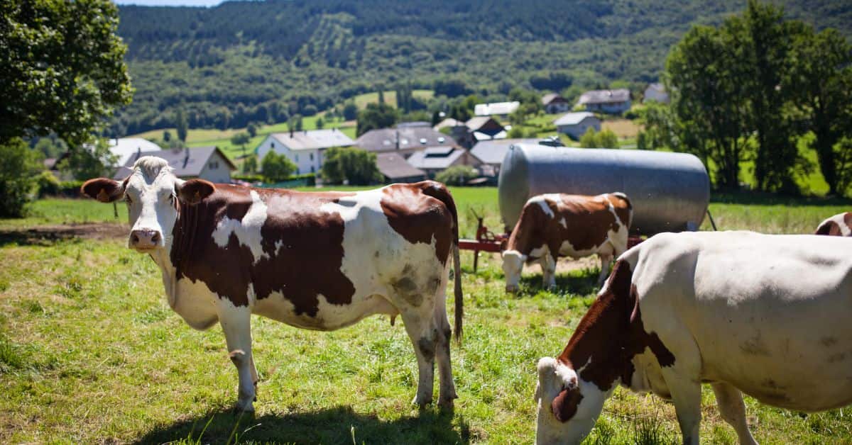 investigação da China sobre carne bovina e impacto no comércio global