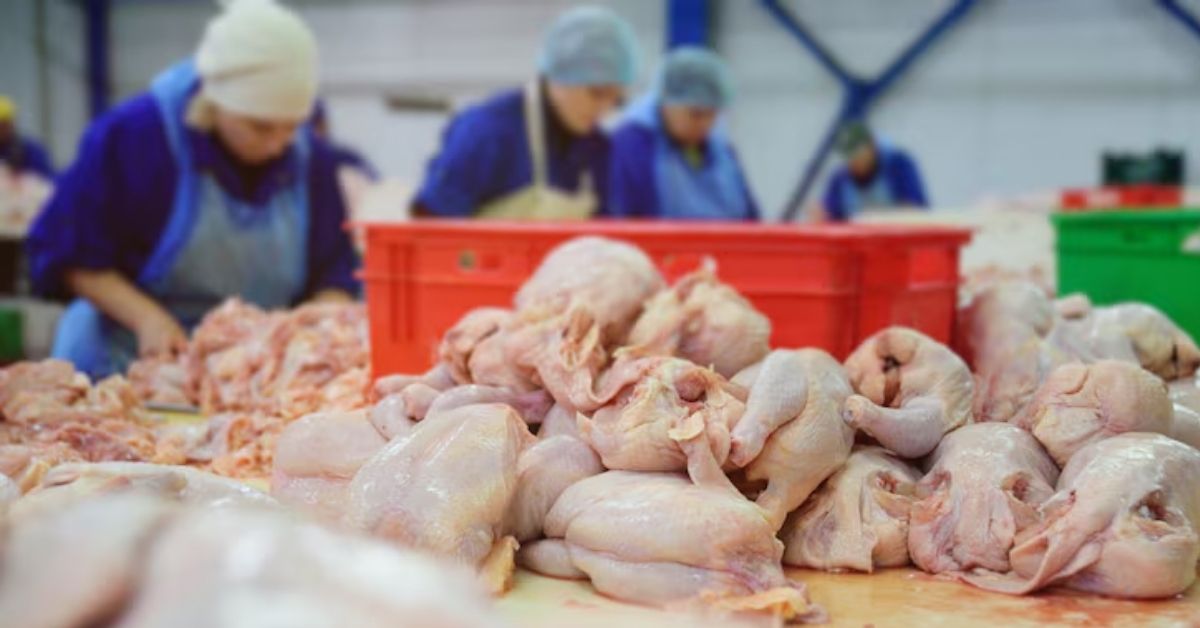 Processamento de frango destinado à exportação no Brasil