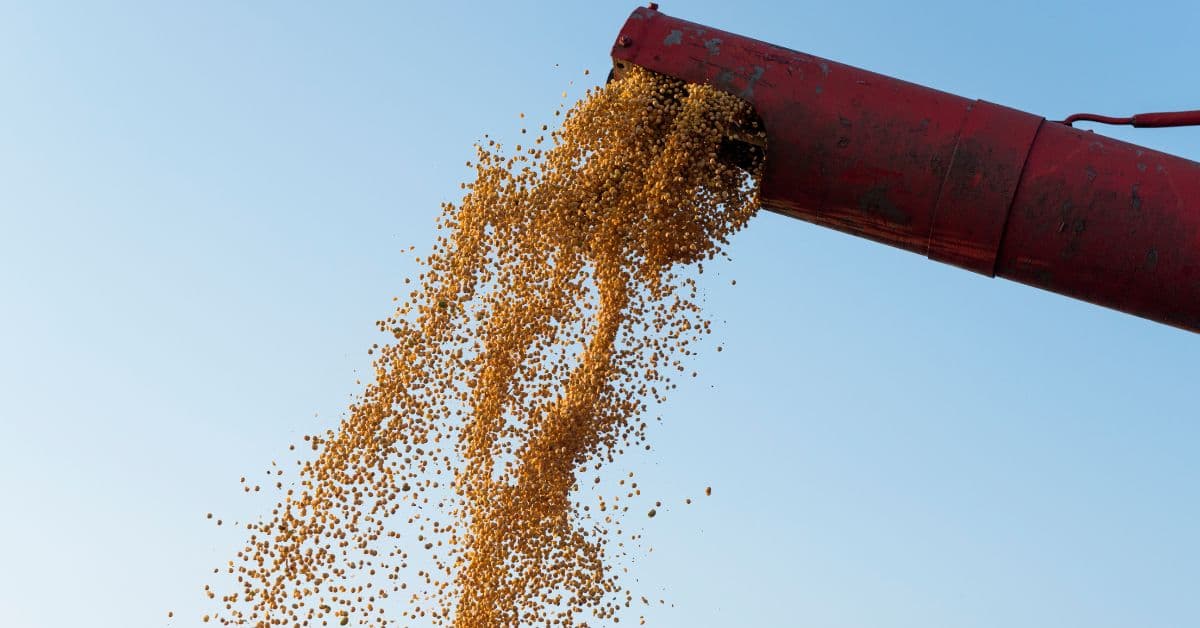 Exportação de soja no Brasil durante operação de carregamento de grãos