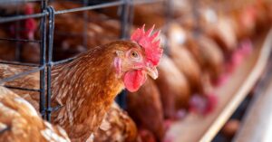 Avicultura brasileira em 2026 com produção de carne de frango