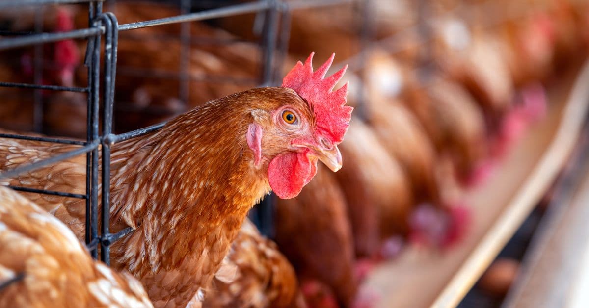 Avicultura brasileira em 2026 com produção de carne de frango