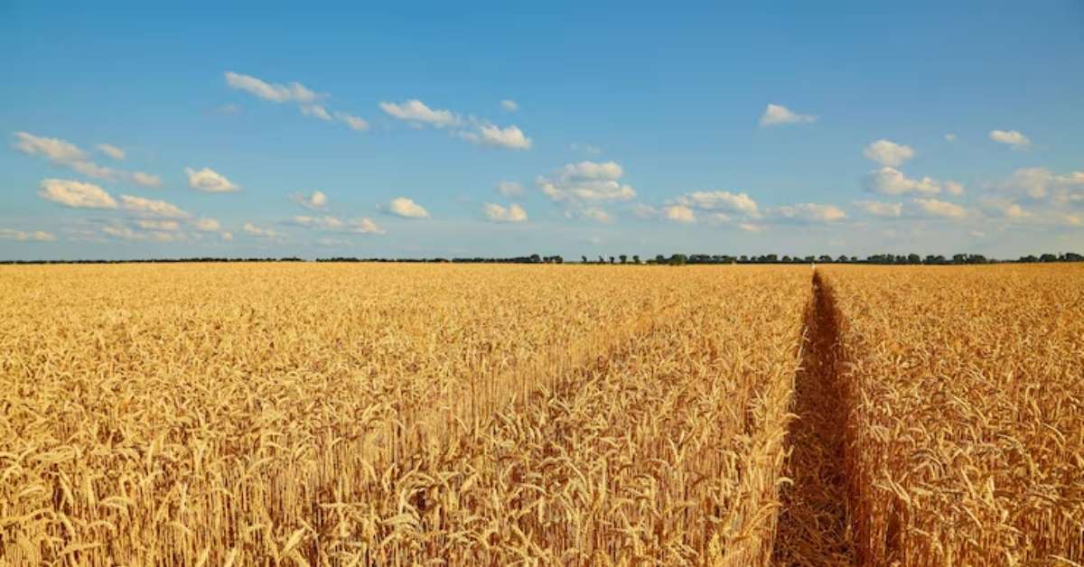 Campo de trigo dourado, simbolizando matéria-prima para produção de etanol.