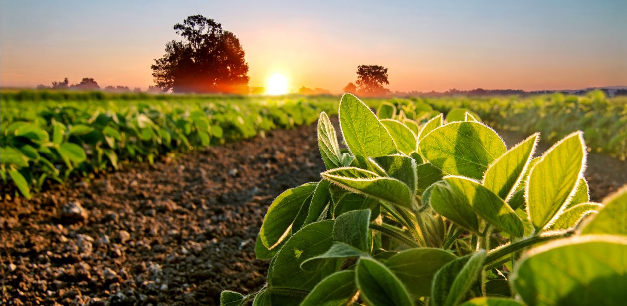 Colheita de soja no Brasil no início da safra