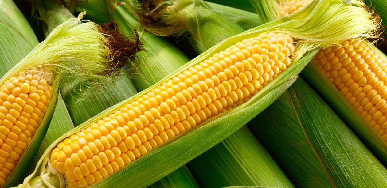 Etanol de milho e usinas sucroenergéticas no Brasil