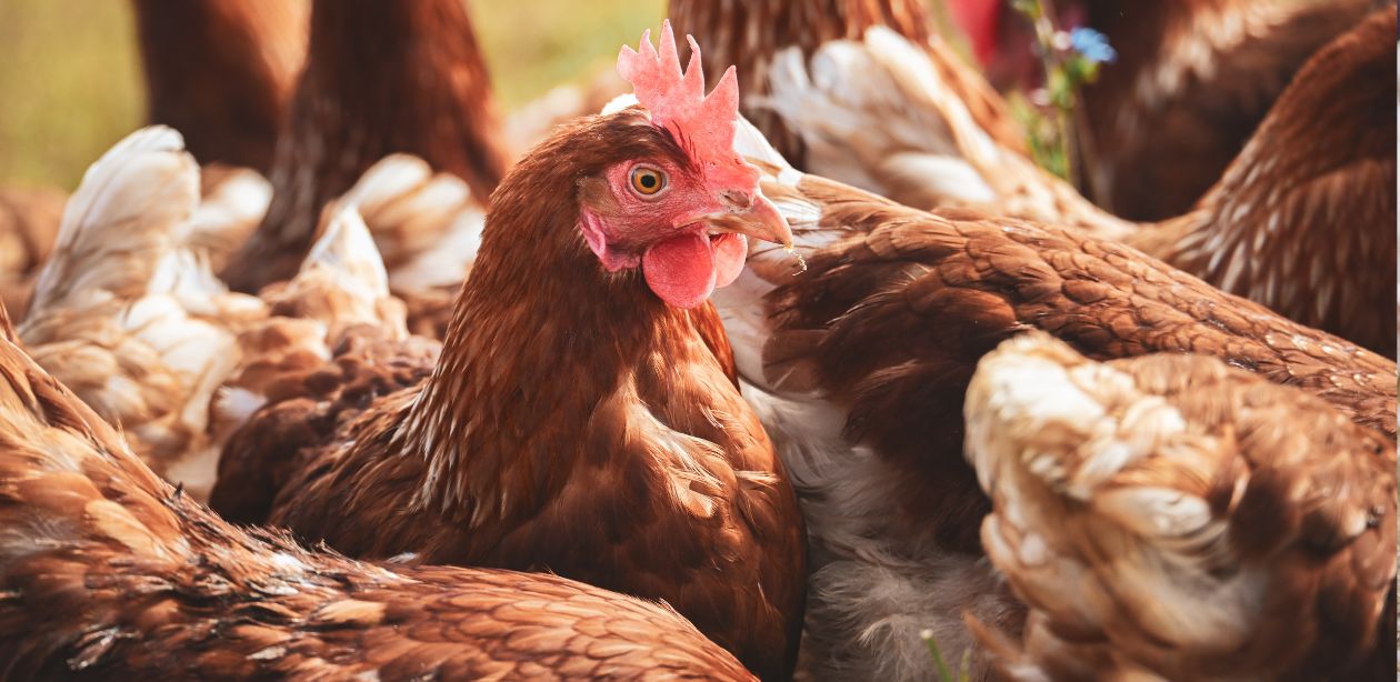 Exportação de frango do Rio Grande do Sul para a China