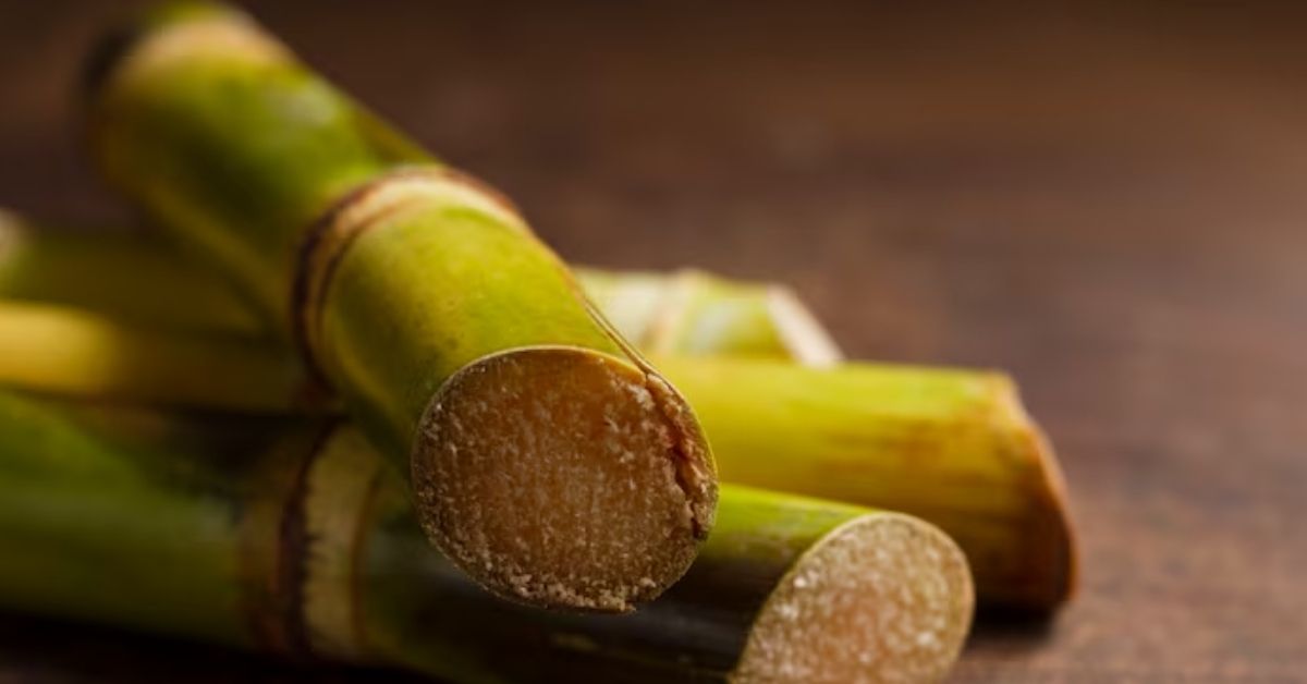 Cana-de-açúcar usada nas exportações de açúcar em 2025