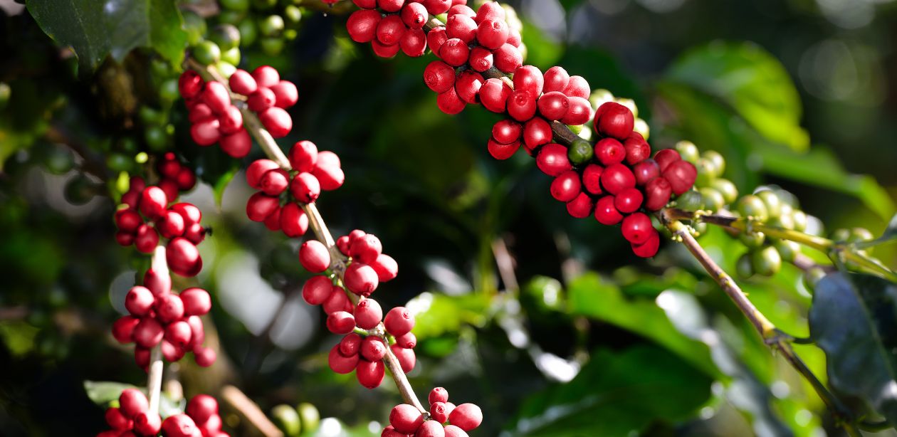 Exportações de café em porto com sacas prontas para embarque.