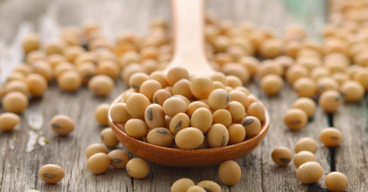 Safra de soja brasileira com grãos colhidos em destaque