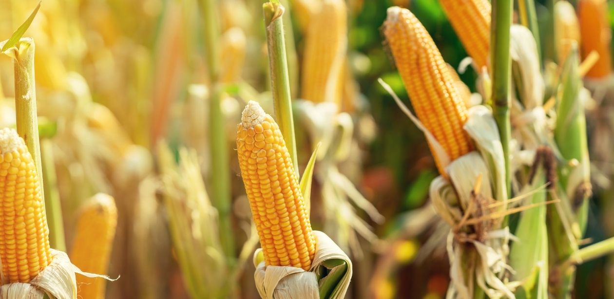 Safra de milho dos EUA com estoques recordes