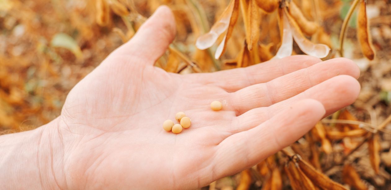 Safra de soja 2025/26 no Brasil