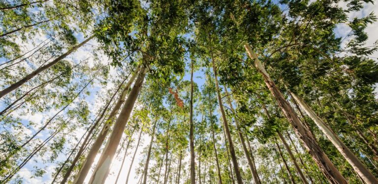 Venda de ativos da Eucatex com fazenda de eucalipto no interior paulista