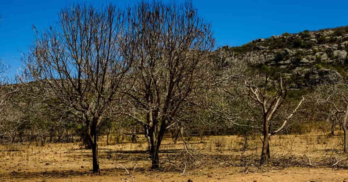 Desastres ambientais no Brasil: área afetada por seca prolongada com solo árido e árvores sem folhas em 2025.