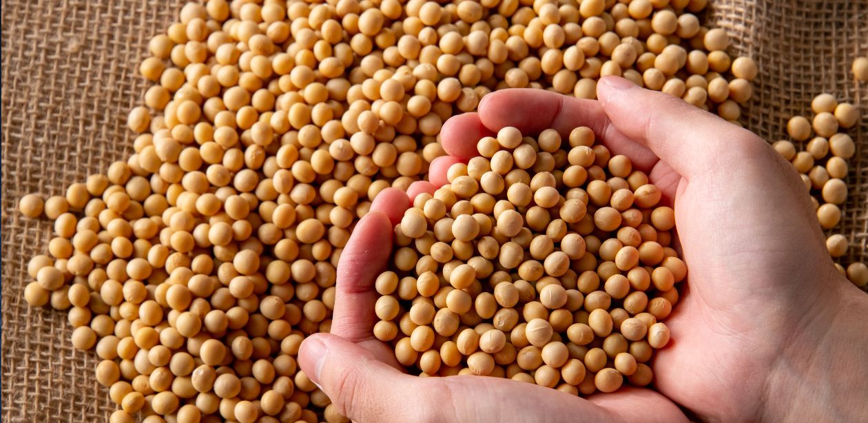 Produção de soja na China em áreas agrícolas