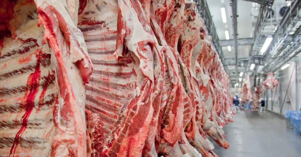 produção de carne bovina em 2025 em frigorífico no Brasil