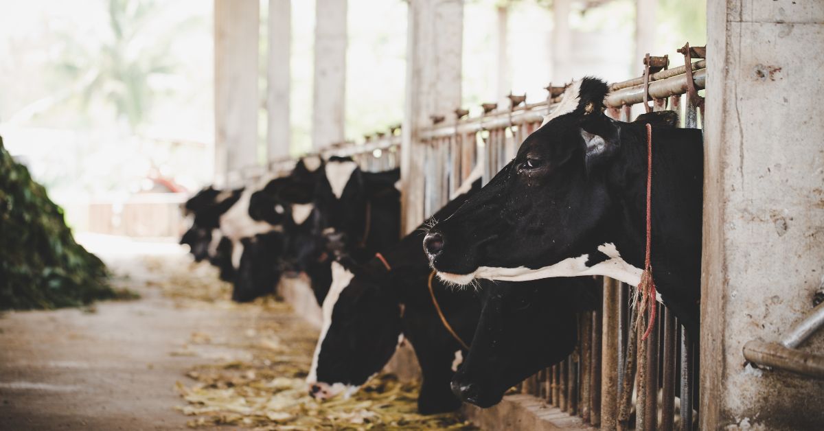Foto de bovinos, segmento apresentado no Valor Bruto da Produção 2026 do agronegócio brasileiro