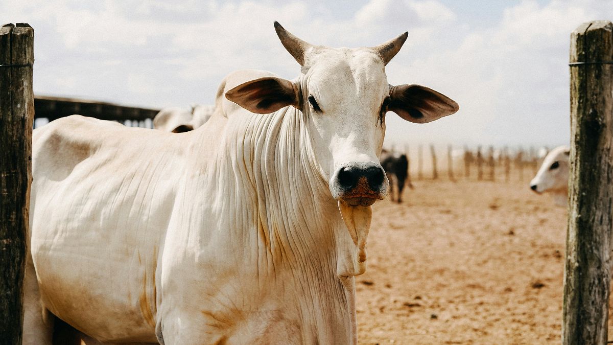 Imagem de um boi no curral para ilustrar uma matéria jornalística sobre o Preço da carne bovina.