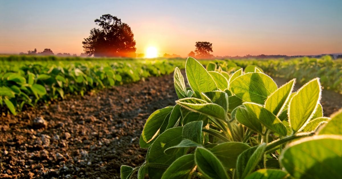 Colheita de soja no Brasil em lavoura com impacto climático