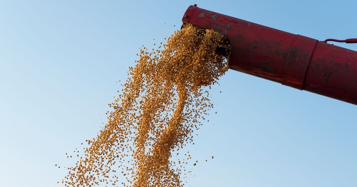 Colheita de soja do Brasil com grãos sendo descarregados por máquina agrícola durante a safra