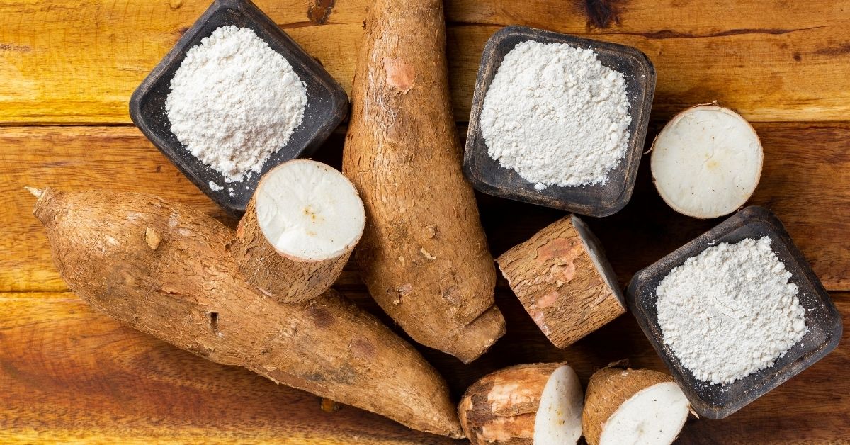 Produção de mandioca em lavoura agrícola no Brasil