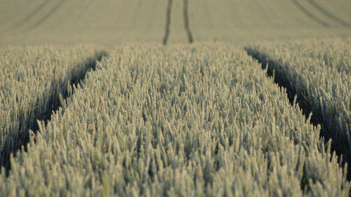 Imagem de uma fazenda para ilustrar uma matéria jornalística sobre o cancelamento de uma venda de uma fazenda da BrasilAgro após o comprador decretar recuperação judicial.