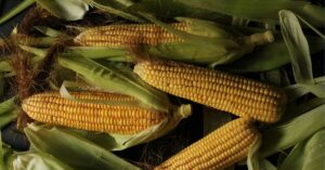 Prejuízo na produção de milho ultrapassa R$ 133 bilhões