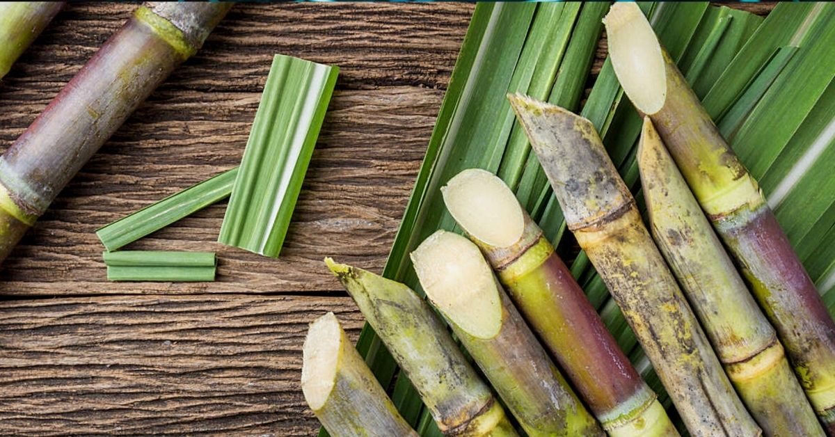 Tereos mantém produção com açúcar em baixa e pressiona setor