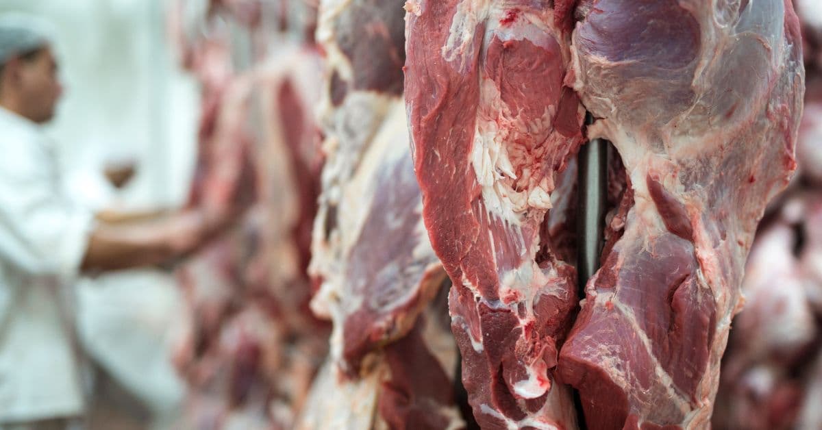 Carcaças bovinas penduradas em frigorífico brasileiro durante processamento de carne para exportação à China.