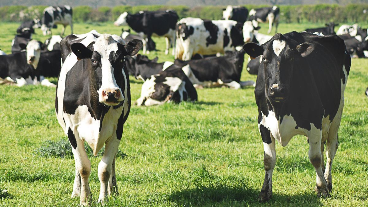 Imagem de vacas e gados para ilustrar uma matéria sobre o gado nos Estados Unidos.