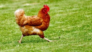 Gripe aviária na Austrália aumenta temor de choque no mercado de alimentos