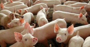Custo de produção de frangos e suínos recua e dá fôlego às margens do setor
