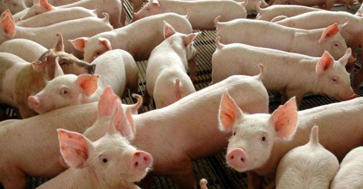 Custo de produção de frango e suíno registra queda em maio, com destaque para a redução das despesas na suinocultura brasileira.