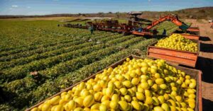 PIB do Ceará cresce acima do Brasil com força da agropecuária e amplia diferencial econômico
